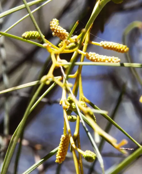 Acacia desmondii, Des Nelson Wattle, Olive Pink gardens, NT, yellow