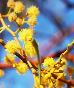 Acacia dictyophleba, sandhill wattle, Alice Springs, NT, yellow