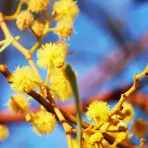 Acacia dictyophleba, sandhill wattle, Alice Springs, NT, yellow