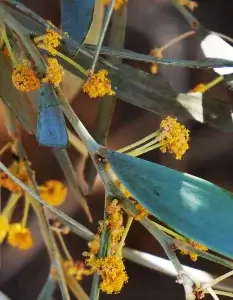  Acacia georginae, Georgina Gidgee, Olive Pink gardens, NT, yellow