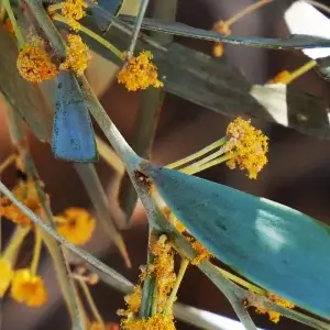 Acacia georginae, Georgina Gidgee, Olive Pink gardens, NT, yellow