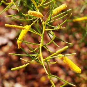 Acacia hilliana, flying saucer bush, Renna Springs, NT, yellow 1