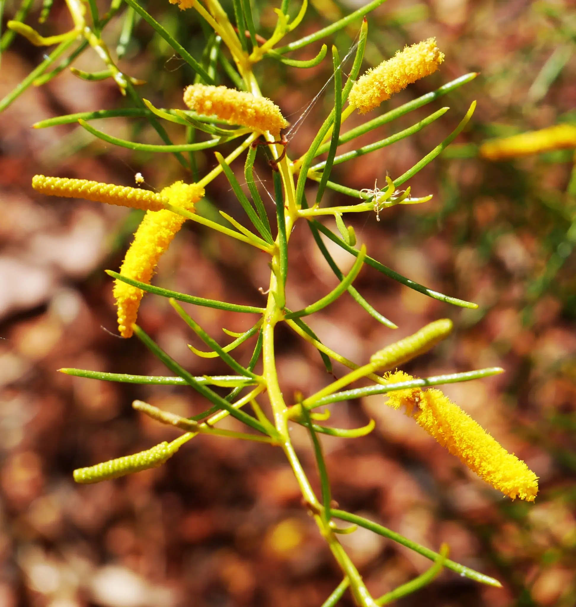 Acacia hilliana, flying saucer bush, Renna Springs, NT, yellow 1