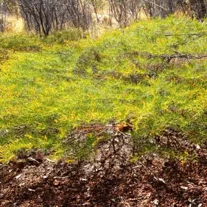 Acacia hilliana, flying saucer bush, Renna Springs, NT, yellow