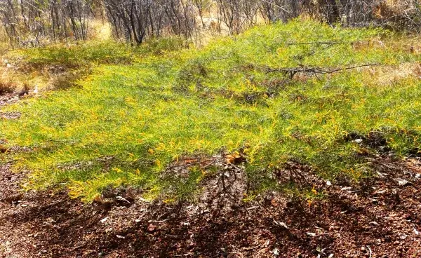 Acacia hilliana, flying saucer bush, Renna Springs, NT, yellow