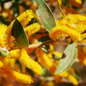 Acacia holosericea, candelabra wattle, Barkly Hwy, NT, yellow