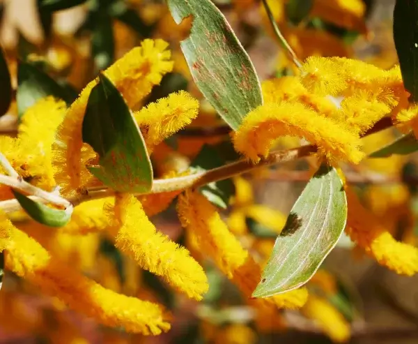 Acacia holosericea, candelabra wattle, Barkly Hwy, NT, yellow