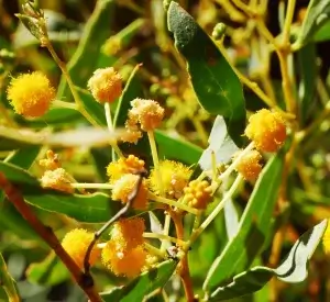  Acacia jennerae, Coonavittra wattle, Olive Pink gardens, NT, yellow