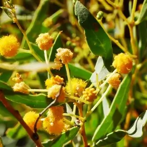 Acacia jennerae, Coonavittra wattle, Olive Pink gardens, NT, yellow