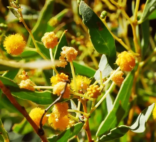 Acacia jennerae, Coonavittra wattle, Olive Pink gardens, NT, yellow