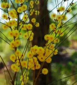  Acacia juncifolia, rush leaved wattle, Caranbirini NP, NT, yellow