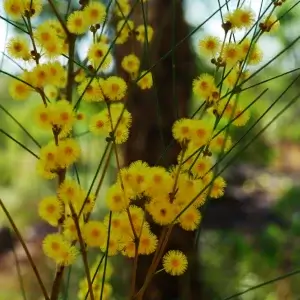 Acacia juncifolia, rush leaved wattle, Caranbirini NP, NT, yellow