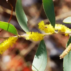 Acacia kempeana, Witchetty bush, Renna Springs, NT, yellow