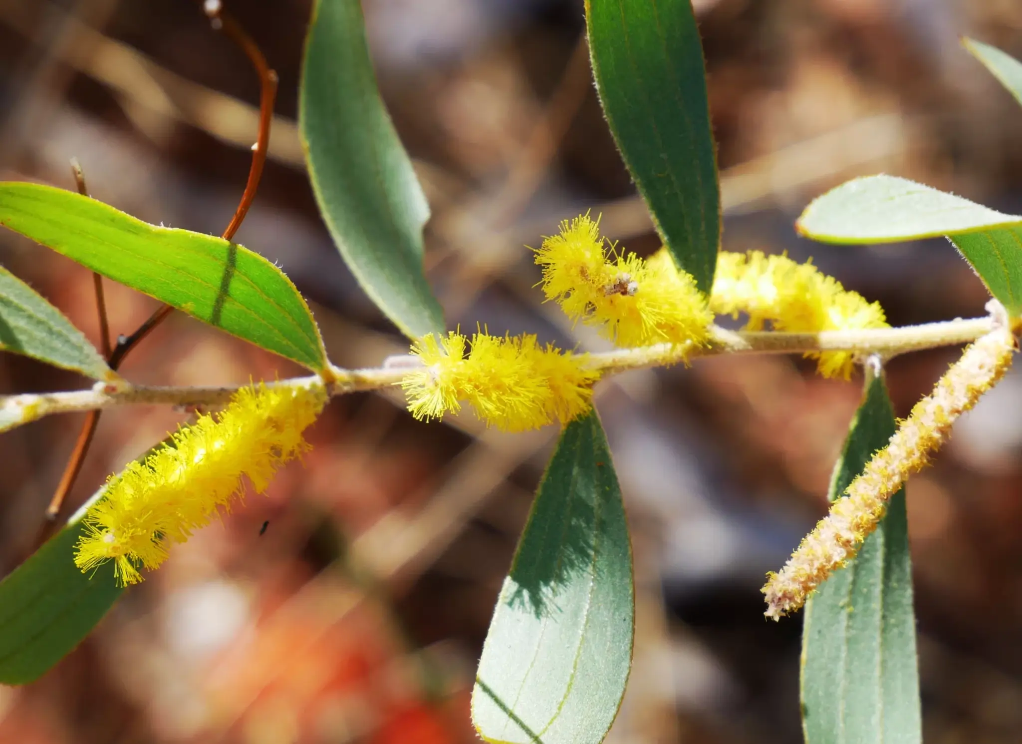 Acacia kempeana, Witchetty bush, Renna Springs, NT, yellow