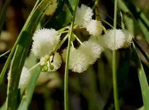  Acacia latescens, Ball wattle, Charles Darwin NP, NT, white