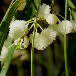 Acacia latescens, Ball wattle, Charles Darwin NP, NT, white