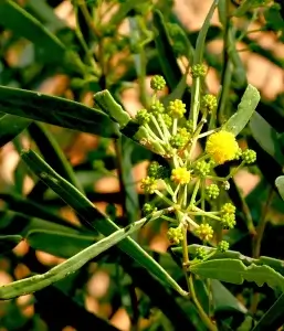  Acacia ligulata, dune wattle, Kathleen Springs, NT, yellow