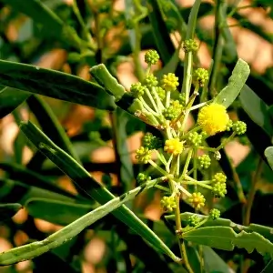 Acacia ligulata, dune wattle, Kathleen Springs, NT, yellow