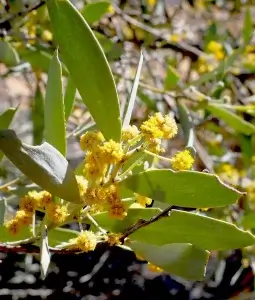  Acacia murrayana, colony wattle, West McDonnell Ranges, NT, yellow