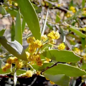 Acacia murrayana, colony wattle, West McDonnell Ranges, NT, yellow