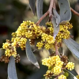 Acacia notabilis, mallee golden wattle, Australian Inland Botanic Gardens, NSW, yellow 1