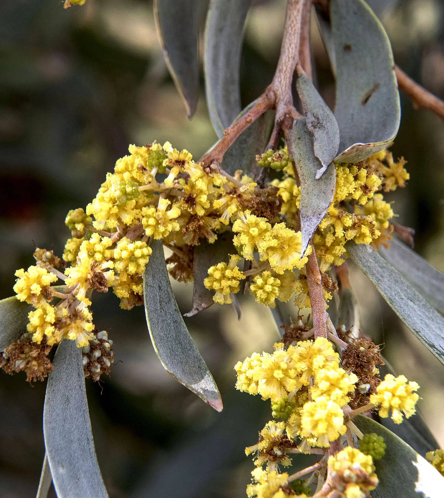 Acacia notabilis, mallee golden wattle, Australian Inland Botanic Gardens, NSW, yellow 1