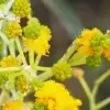 Acacia pruinocarpa, black gidgee, Kathleen Springs, NT, yellow