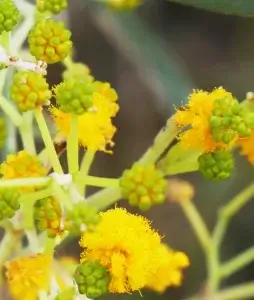  Acacia pruinocarpa, black gidgee, Kathleen Springs, NT, yellow