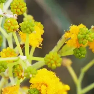 Acacia pruinocarpa, black gidgee, Kathleen Springs, NT, yellow