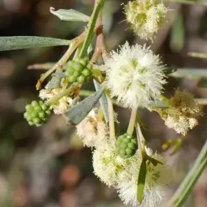 Acacia salicina, Cooba, Olive Pink gardens, NT, yellow, white