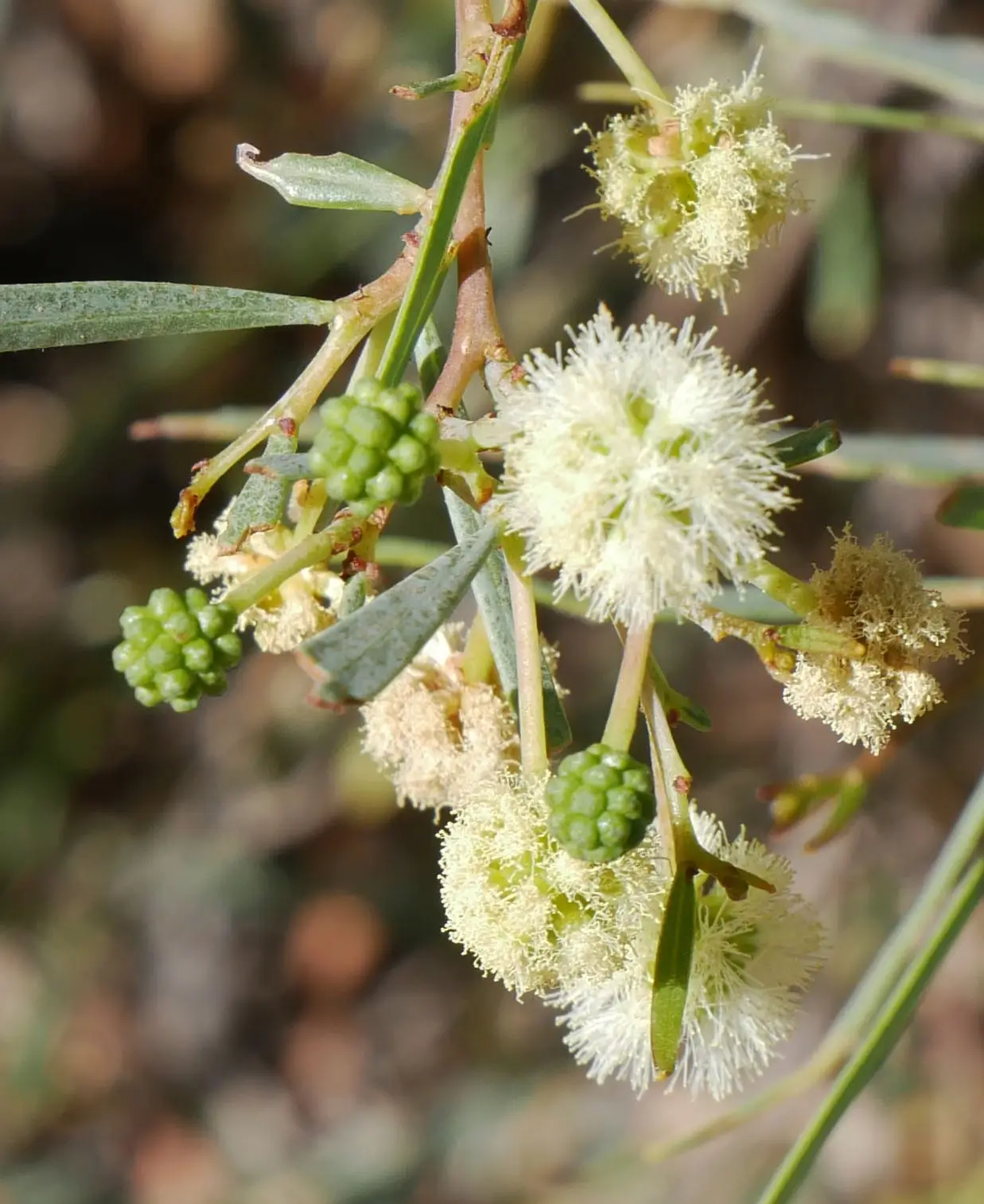 Acacia salicina, Cooba, Olive Pink gardens, NT, yellow, white