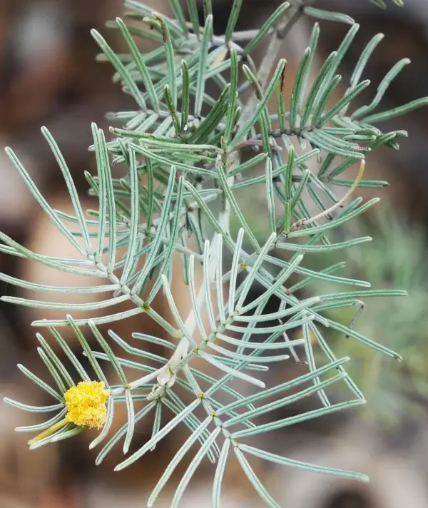 Acacia sericophylla, dogwood, Kathleen Springs, NT, yellow