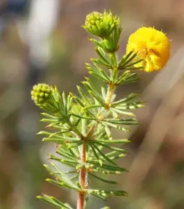  Acacia spondylophylla, Curry wattle, Renna Springs, NT, yellow