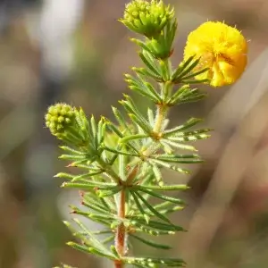 Acacia spondylophylla, Curry wattle, Renna Springs, NT, yellow