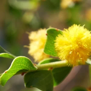 Acacia strongylophylla, round-leaf wattle, Renner Springs, NT, yellow