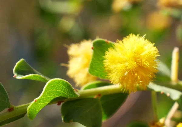 Acacia strongylophylla, round-leaf wattle, Renner Springs, NT, yellow