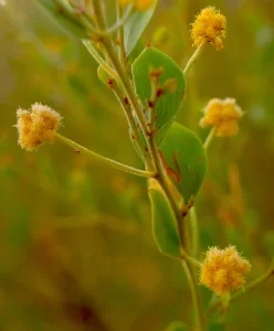  Acacia uncinata, gold dust wattle, Karlu Karlu, NT, yellow