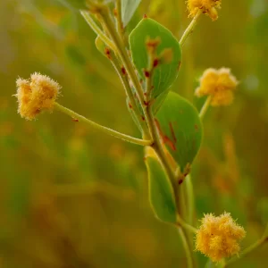 Acacia uncinata, gold dust wattle, Karlu Karlu, NT, yellow