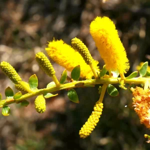 Acacia wickhamii, Tablelands Hwy, NT, yellow