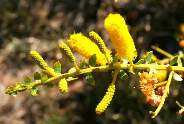 Acacia wickhamii, Tablelands Hwy, NT, yellow