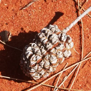 Allocasuarina decaisneana, desert sheoak, Lassiters Highway, NT, red, green