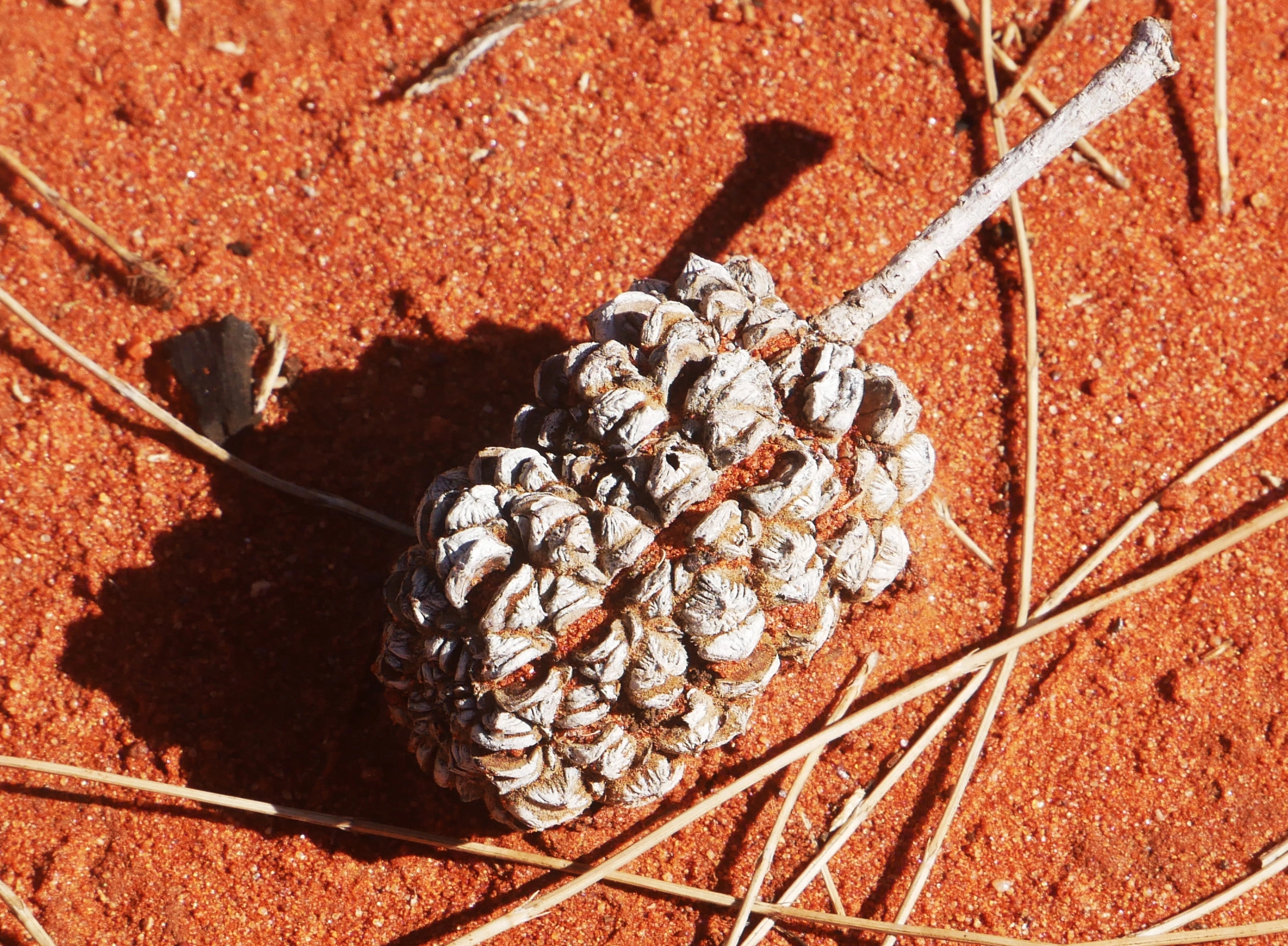 Allocasuarina decaisneana, desert sheoak, Lassiters Highway, NT, red, green