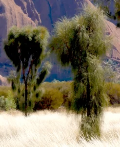  Allocasuarina decaisneana, desert sheoak, Uluru, NT, red, green