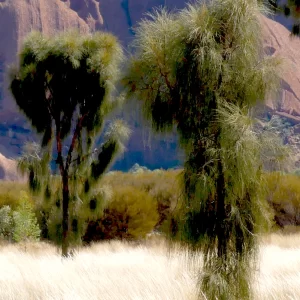 Allocasuarina decaisneana, desert sheoak, Uluru, NT, red, green