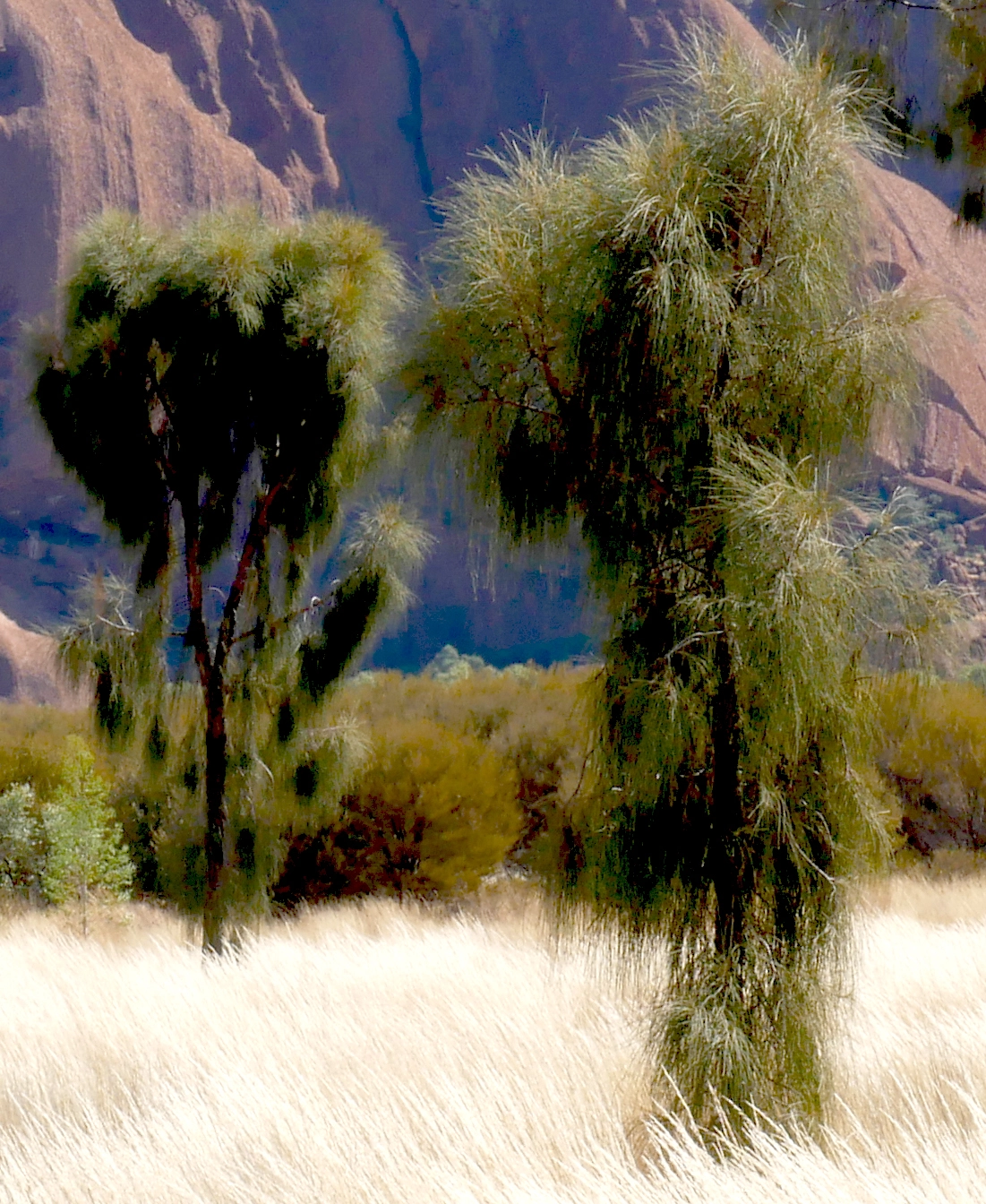 Allocasuarina decaisneana, desert sheoak, Uluru, NT, red, green