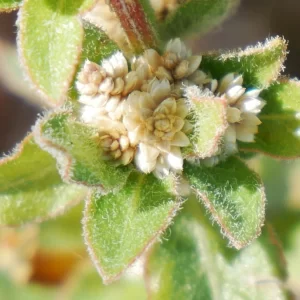 Alternanthera nana, hairy joyweed, Tablelands Hwy, NT, white