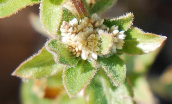 Alternanthera nana, hairy joyweed, Tablelands Hwy, NT, white