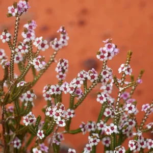 Aluta maisonneuvei, desert heath myrtle, Liuritja Road, NT, white, pink