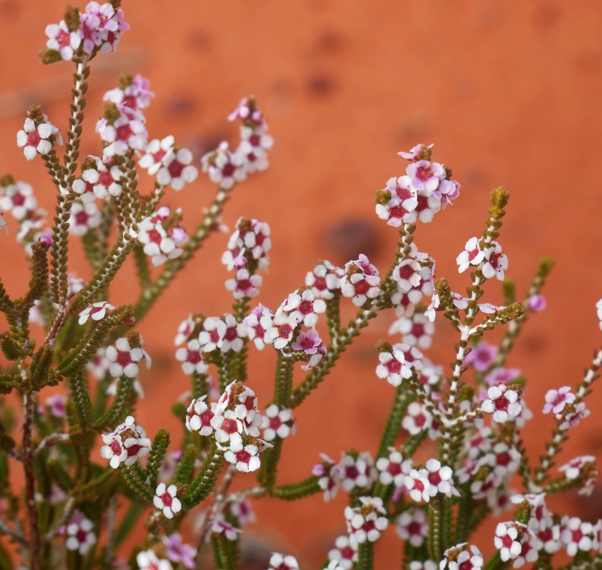 Aluta maisonneuvei, desert heath myrtle, Liuritja Road, NT, white, pink