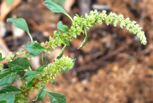  Amaranthus blitum, purple amaranth, 99, Ormiston Gorge, NT, green